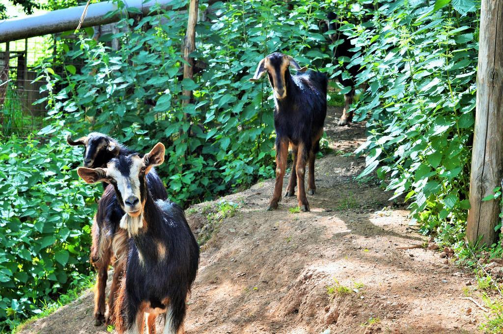 Agriturismo E Turre Serrastretta Dış mekan fotoğraf