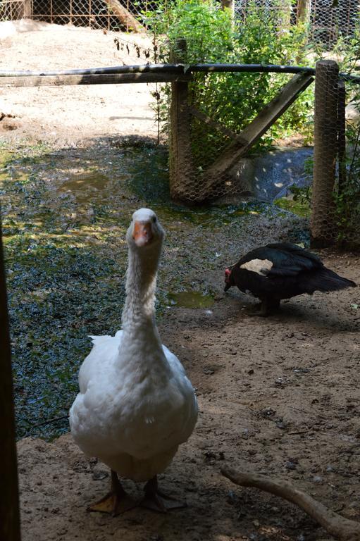 Agriturismo E Turre Serrastretta Dış mekan fotoğraf