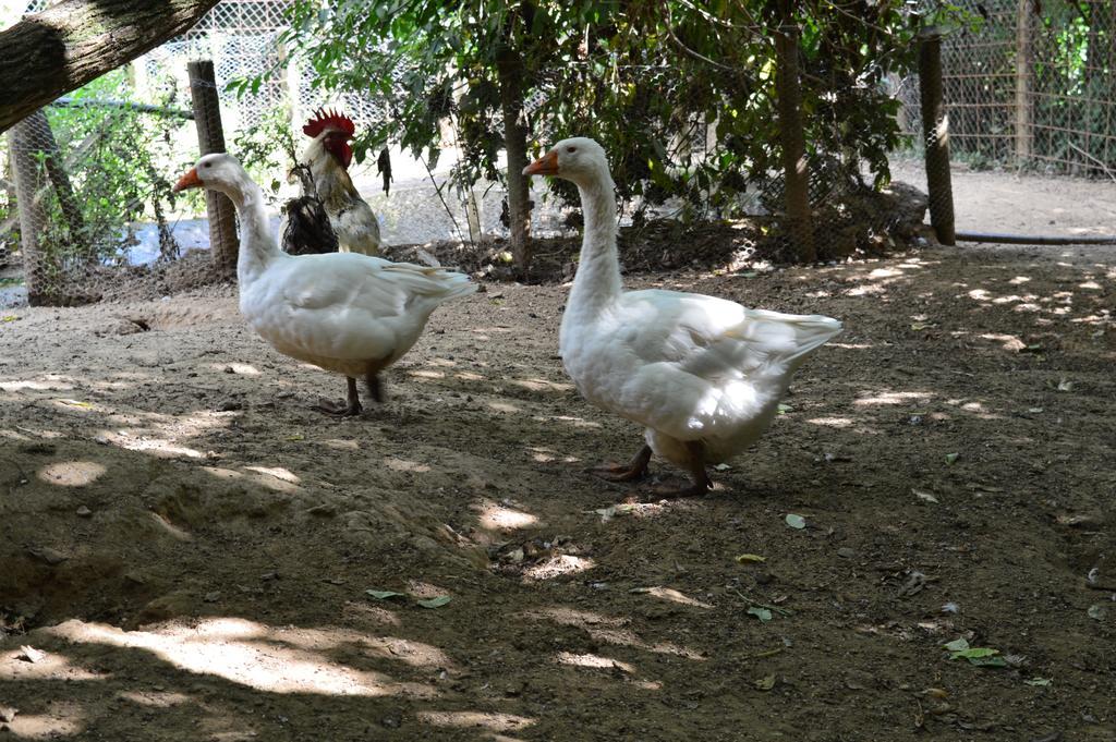 Agriturismo E Turre Serrastretta Dış mekan fotoğraf