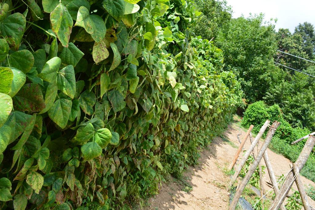 Agriturismo E Turre Serrastretta Dış mekan fotoğraf