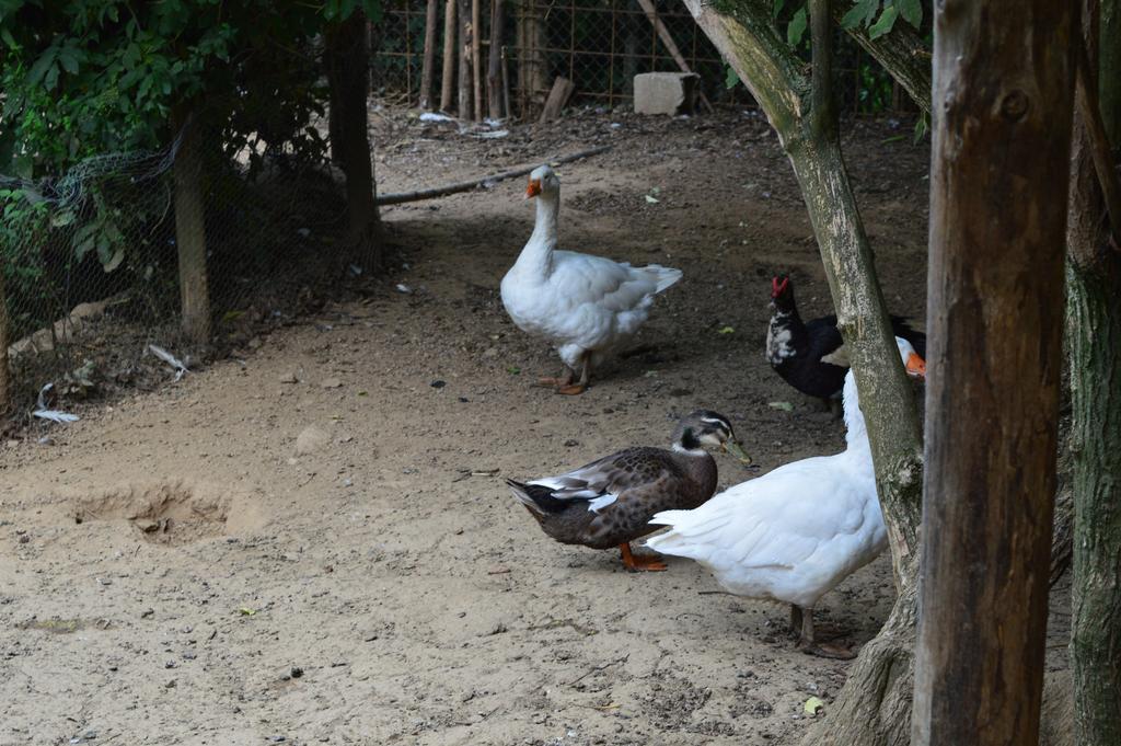 Agriturismo E Turre Serrastretta Dış mekan fotoğraf