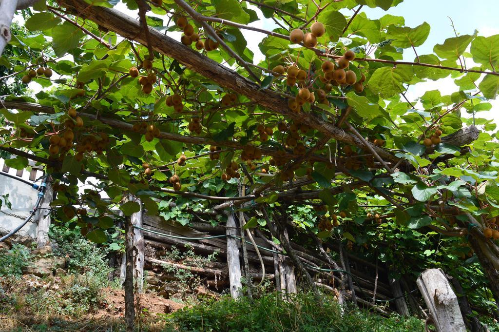 Agriturismo E Turre Serrastretta Dış mekan fotoğraf