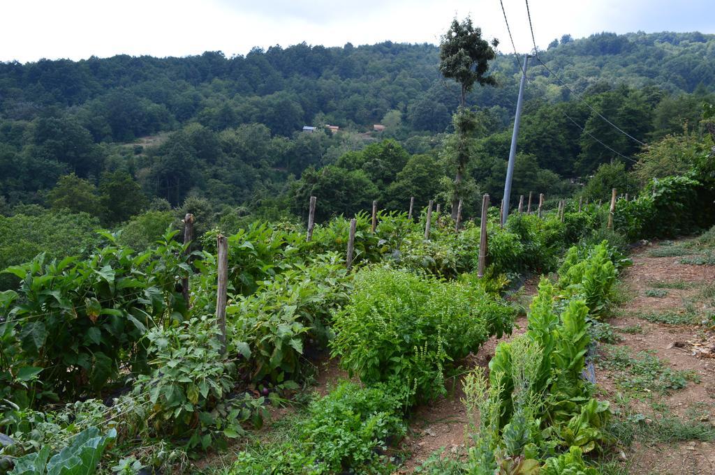Agriturismo E Turre Serrastretta Dış mekan fotoğraf