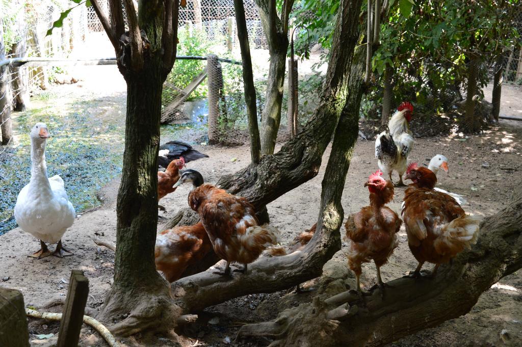 Agriturismo E Turre Serrastretta Dış mekan fotoğraf