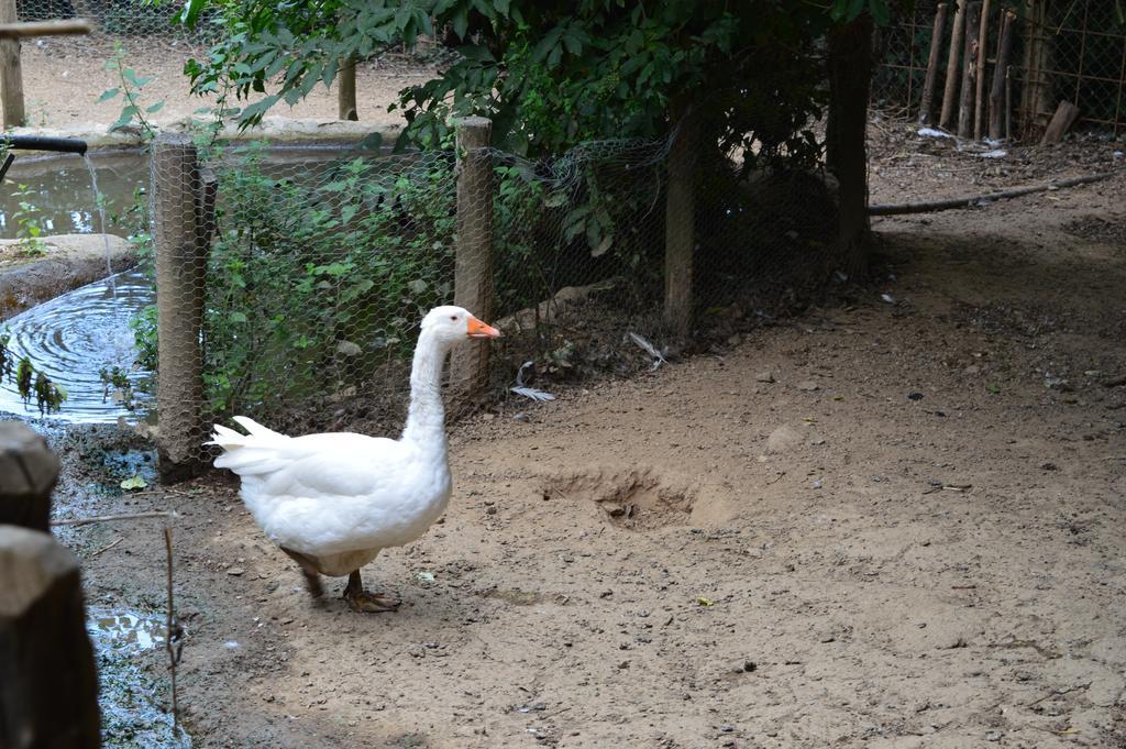 Agriturismo E Turre Serrastretta Dış mekan fotoğraf