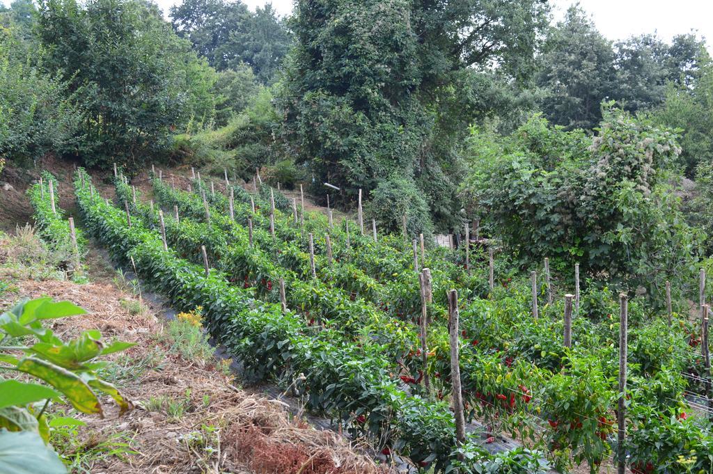Agriturismo E Turre Serrastretta Dış mekan fotoğraf