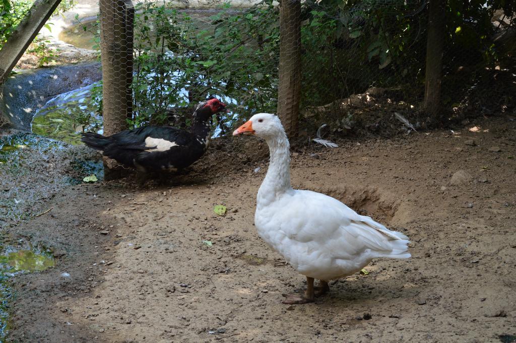 Agriturismo E Turre Serrastretta Dış mekan fotoğraf