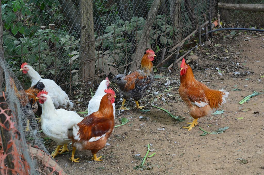 Agriturismo E Turre Serrastretta Dış mekan fotoğraf